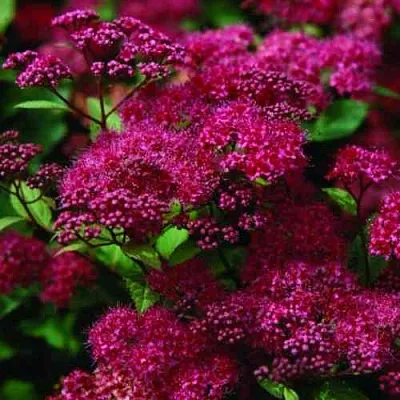 Спирея АНТОНИ ВАТЕРЕР японская в Вологде