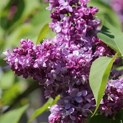 Сирень ИЗОБИЛИЕ  Сирень ИЗОБИЛИЕ в Вологде