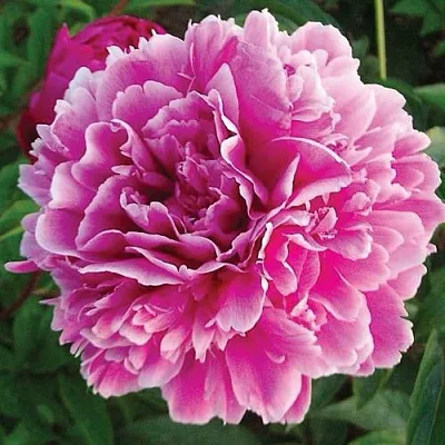 Пион ПУРПУРНАЯ ФЕЕРИЯ травянистый в Вологде