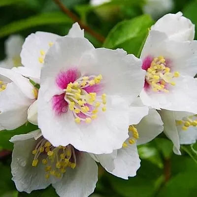 Жасмин БЕЛЬ ЭТУАЛЬ  Жасмин БЕЛЬ ЭТУАЛЬ в Вологде