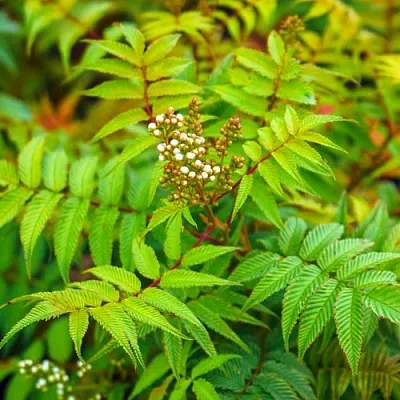 Рябинник  Рябинник в Вологде