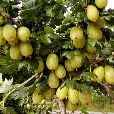 Крыжовник ИНВИКТА  Крыжовник ИНВИКТА в Вологде