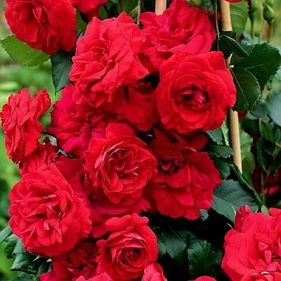 Саженцы роз АМАДЕУС плетистая  Саженцы роз АМАДЕУС плетистая в Вологде