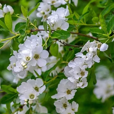 Экзохорда  Экзохорда в Вологде