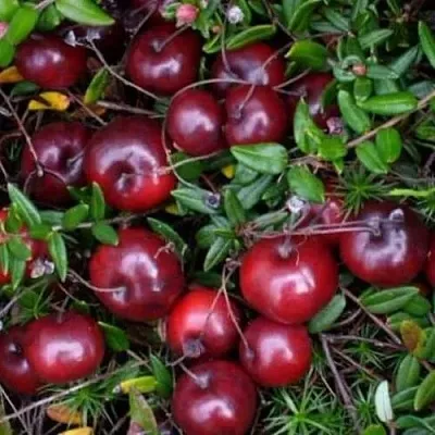 Клюква БЕН ЛИР в Вологде