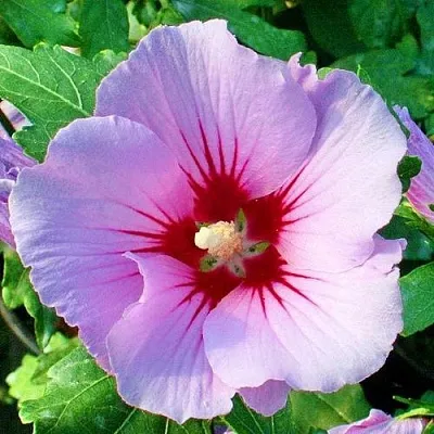 Гибискус ПИНК ФЛИРТ сирийский  Гибискус ПИНК ФЛИРТ сирийский в Вологде