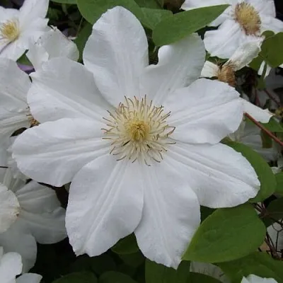 Клематис  Клематис в Вологде