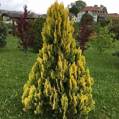 Туя ЕЛЛОУ РИББОН западная в Вологде