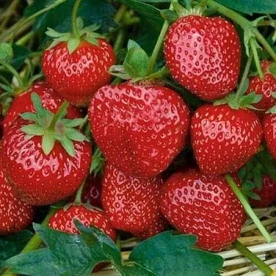 Клубника СЕЛЬВА ремонтантная  Клубника СЕЛЬВА ремонтантная в Вологде