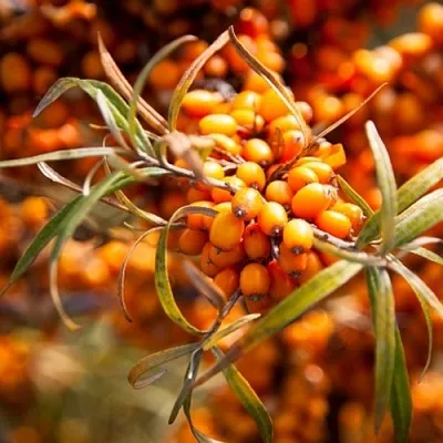 Облепиха ФИНСКАЯ в Вологде