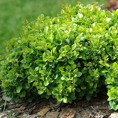 Барбарис КОБОЛЬД тунберга  Барбарис КОБОЛЬД тунберга в Вологде