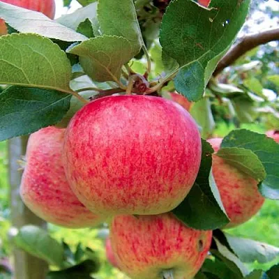 Яблоня ПИРОС  Яблоня ПИРОС в Вологде