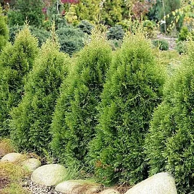 Туя СМАРАГД ВИТБОНТ западная в Вологде