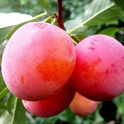 Слива КОМЕТА  Слива КОМЕТА в Вологде