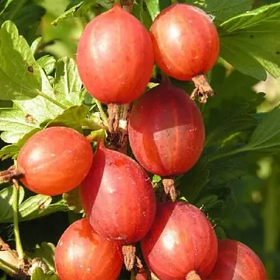 Крыжовник МАШЕКА  Крыжовник МАШЕКА в Вологде