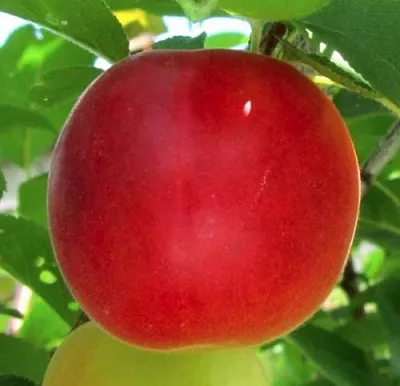 Плумкот БИРИКОККОЛО БОЛОГНЕС  Плумкот БИРИКОККОЛО БОЛОГНЕС в Вологде