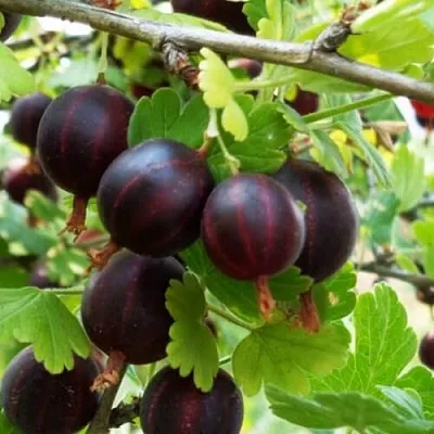 Крыжовник СЕВЕРНЫЙ КАПИТАН  Крыжовник СЕВЕРНЫЙ КАПИТАН в Вологде