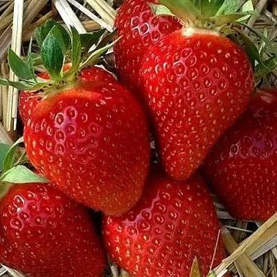 Клубника СИБИЛЛА  Клубника СИБИЛЛА в Вологде