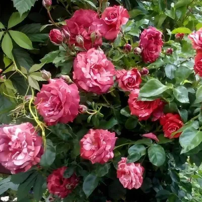 Саженцы роз БРАУНИ плетистая — описание сорта Саженцы роз БРАУНИ плетистая в Вологде