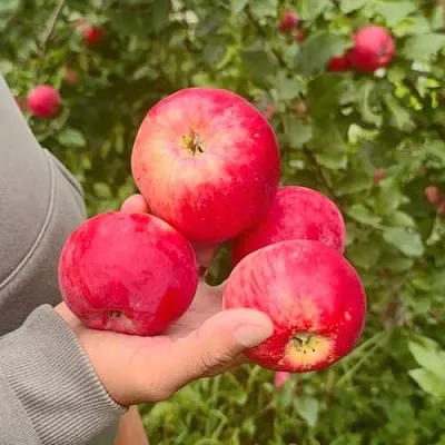 Яблоня АКСЕНА  Яблоня АКСЕНА в Вологде