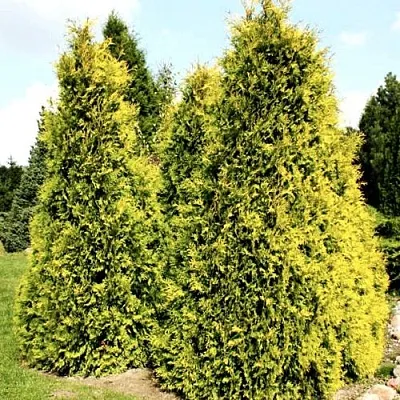 Туя САЛЛАНД западная  Туя САЛЛАНД западная в Вологде
