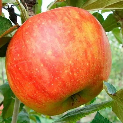 Яблоня ЦЕЛЕСТЕ  Яблоня ЦЕЛЕСТЕ в Вологде