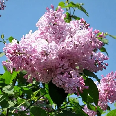 Сирень БУФФОН в Вологде