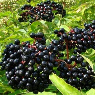 Бузина черная БАГАЦЦЕ  Бузина черная БАГАЦЦЕ в Вологде