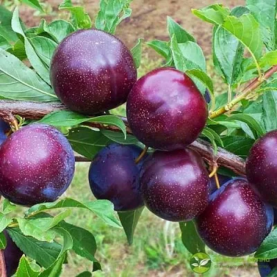 Шарафуга ВЕЛЬВЕТ САНРАЙЗ  Шарафуга ВЕЛЬВЕТ САНРАЙЗ в Вологде