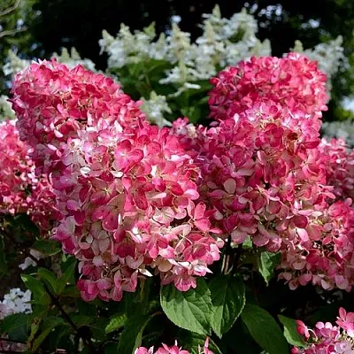 Гортензия ПИНК ДАЙМОНД метельчатая в Вологде