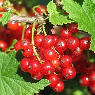 Смородина красная РАЧКОВСКАЯ в Вологде