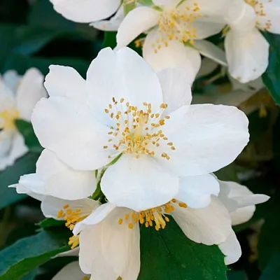 Жасмин ЮСТИНКА в Вологде