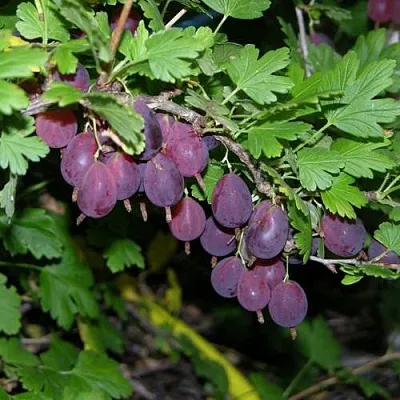Крыжовник ГРУШЕНЬКА  Крыжовник ГРУШЕНЬКА в Вологде