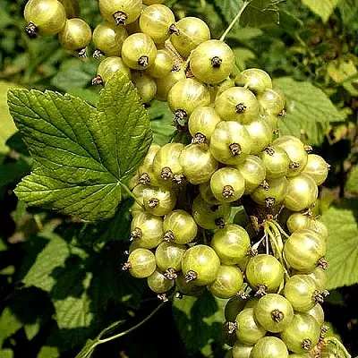 Смородина зеленоплодная СНЕЖНАЯ КОРОЛЕВА в Вологде
