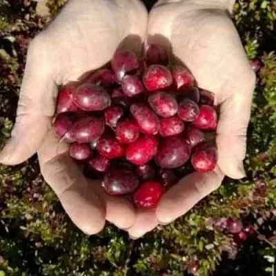 Клюква ХАБЕЛЬМАН в Вологде