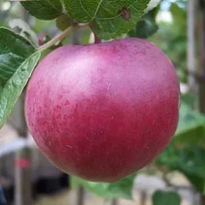 Яблоня НОРИС  Яблоня НОРИС в Вологде