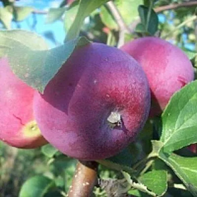 Яблоня СЕРЕБРЯНОЕ КОПЫТЦЕ  Яблоня СЕРЕБРЯНОЕ КОПЫТЦЕ в Вологде