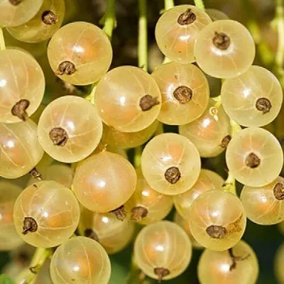 Смородина белая СМОЛЬЯНИНОВСКАЯ в Вологде