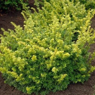 Тис ЭЛЕГАНТИССИМА ягодный  Тис ЭЛЕГАНТИССИМА ягодный в Вологде