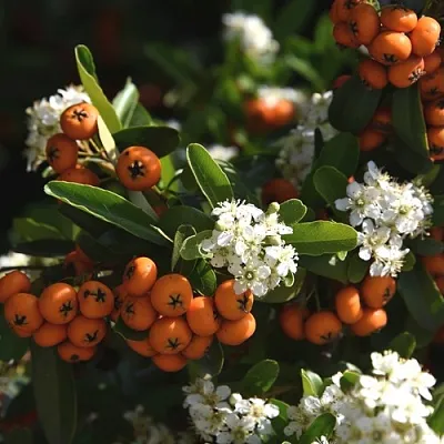 Пираканта  Пираканта в Вологде