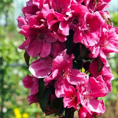 Яблоня МАЛИНОВОЕ ОЖЕРЕЛЬЕ колонновидная  Яблоня МАЛИНОВОЕ ОЖЕРЕЛЬЕ колонновидная в Вологде