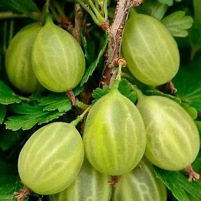 Крыжовник УРАЛЬСКИЙ ИЗУМРУД  Крыжовник УРАЛЬСКИЙ ИЗУМРУД в Вологде