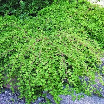 Стефанандра  Стефанандра в Вологде