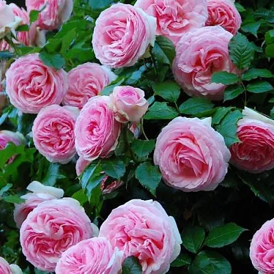 Саженцы роз ПЬЕР ДЕ РОНСАР плетистая  Саженцы роз ПЬЕР ДЕ РОНСАР плетистая в Вологде