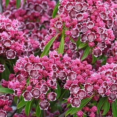 Кальмия  Кальмия в Вологде