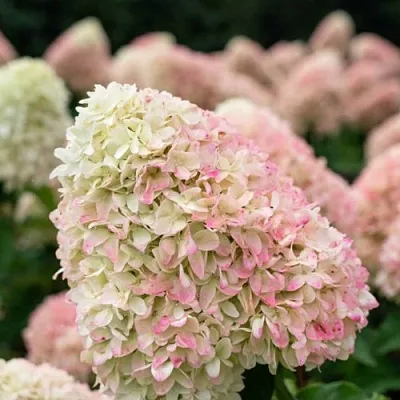 Гортензия САММЕР ЛАВ метельчатая в Вологде