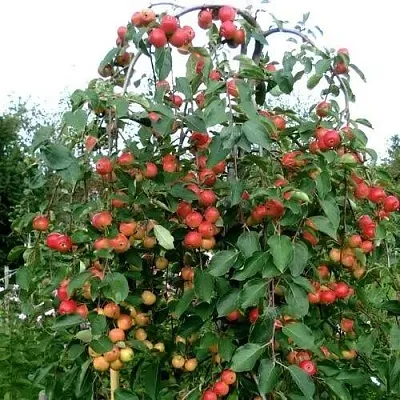 Яблоня ХЮВИНГИЕНЗИС декоративная  Яблоня ХЮВИНГИЕНЗИС декоративная в Вологде