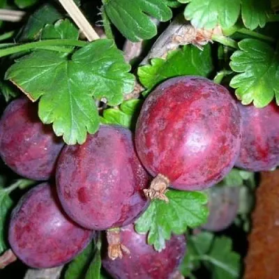 Крыжовник КОЛОБОК  Крыжовник КОЛОБОК в Вологде