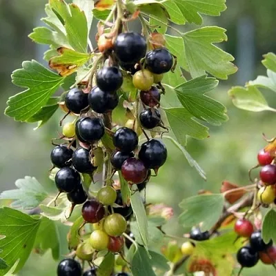 Смородина золотистая ПЛОТНОМЯСАЯ в Вологде