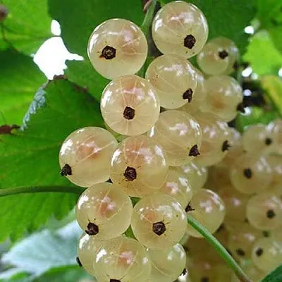 Смородина белая ЮТЕРБОРГСКАЯ в Вологде